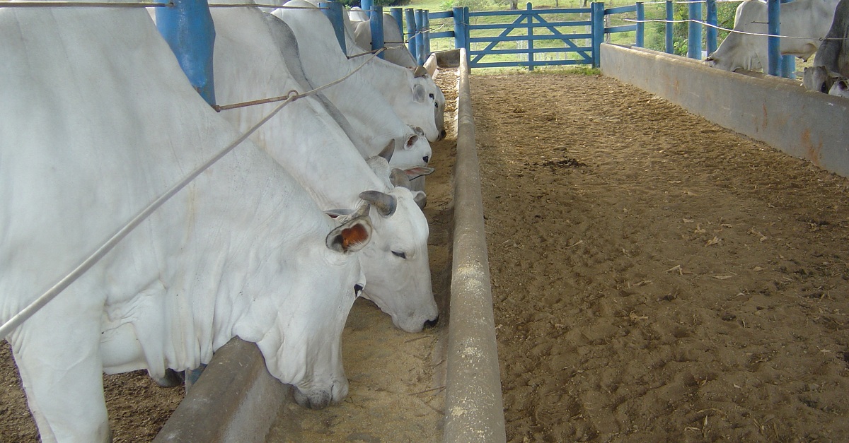 Manejo Nutricional De Gado De Corte 5 Dicas Para Parar De Perder Dinheiro