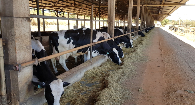 Curso de Manejo Nutricional de Gado de Leite Alimentos e Alimentação