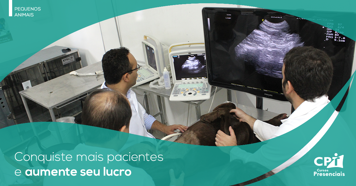 Curso De Ultrassonografia Em Pequenos Animais