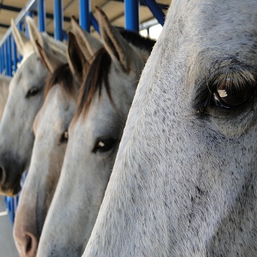 Você sabe o quanto seu cavalo come?