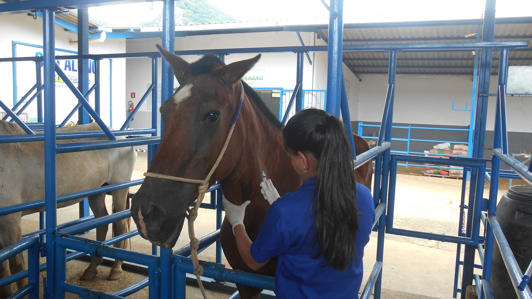 Adenite Equina (Garrotilho): Você sabe como identificar, tratar e prevenir?