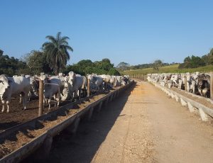 Confinamento De Gado Corte: Diferenças Entre As Estruturas E Vantagens