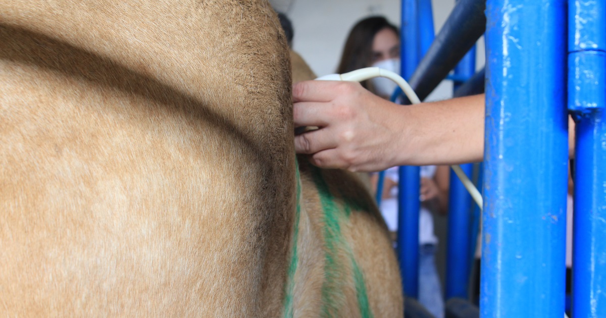 Cólica equina: conheça os tipos mais comuns e diagnóstico